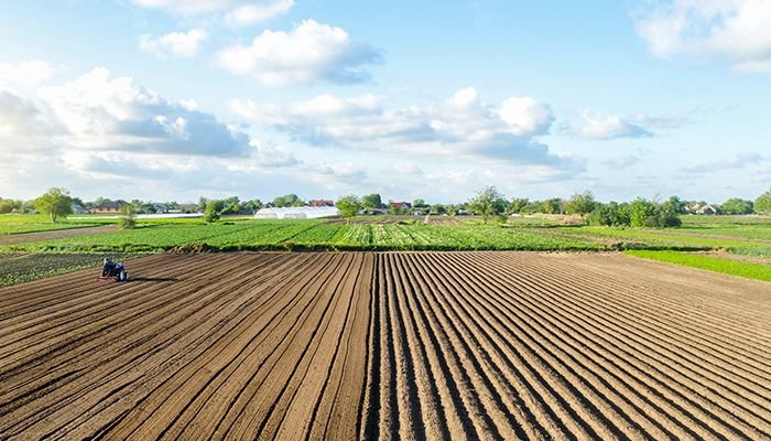 carne cerdo ecologica