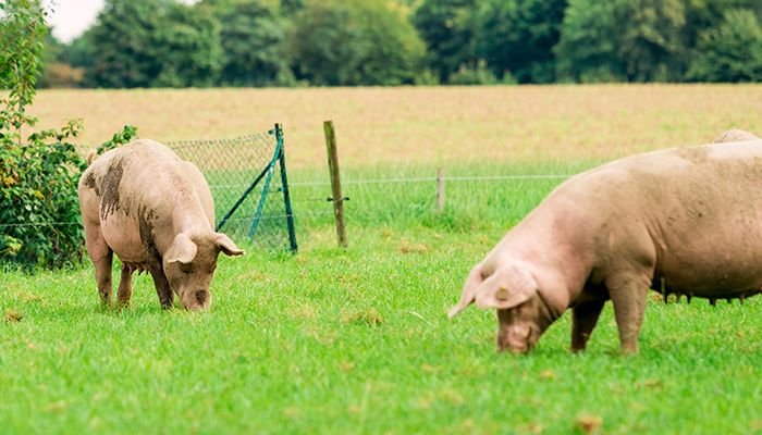 alimentación ecológica 2025