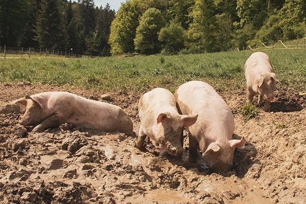 comprar-carne-de-cerdo-ecologica-españa