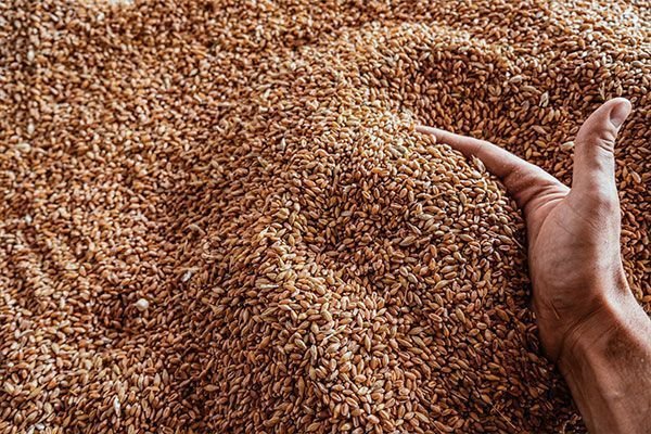 Grano de la granja ecológica San Antonio