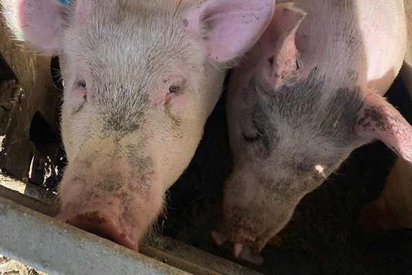 proceso productivo cerdos ecológicos